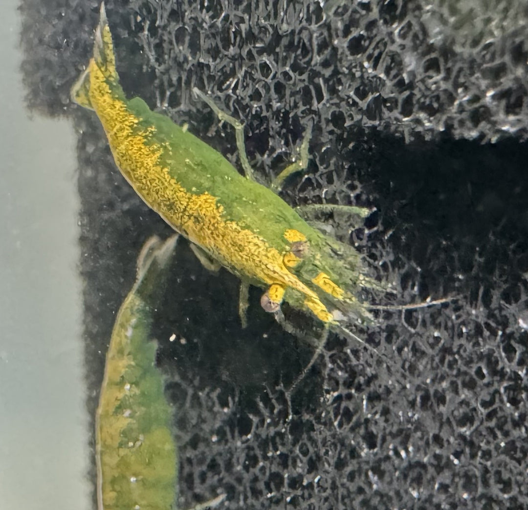 Hulk Orange Neocaridina Shrimp