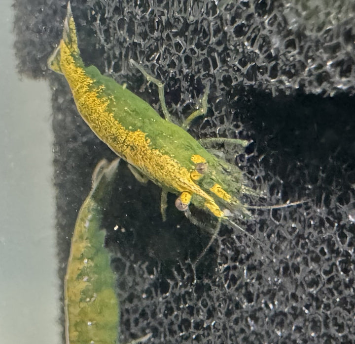 Hulk Orange Neocaridina Shrimp