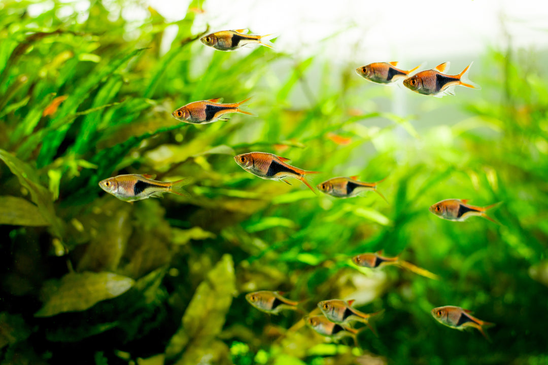 Harlequin Rasbora