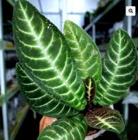 Henckelia Amoena