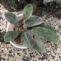 Henckelia sp. Sumatra Black