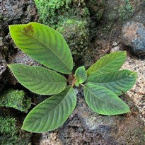 Henckelia sp. Sumatra Green