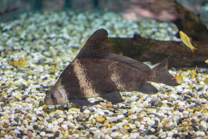 High Fin Banded Shark