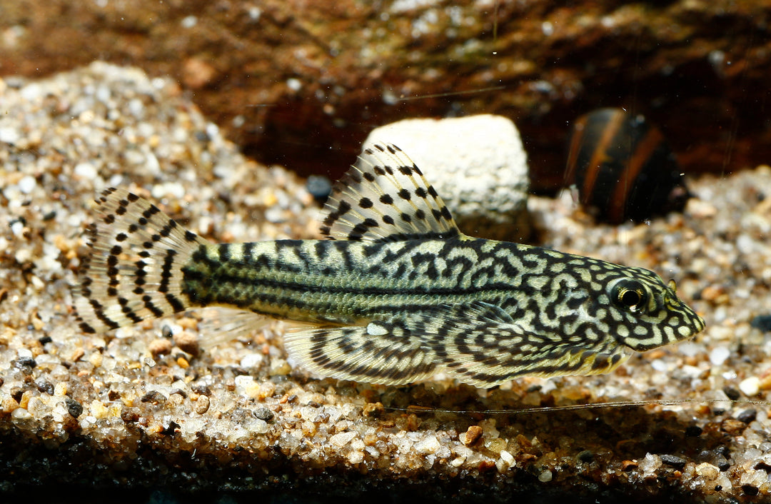 Hillstream Loach