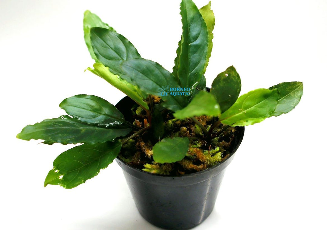 Homalomena Euclase