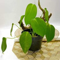 Homalomena Havilandii
