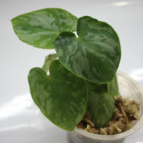 Homalomena Apobalis