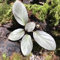 Homalomena Humilis Silver