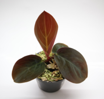Homalomena Humilis red
