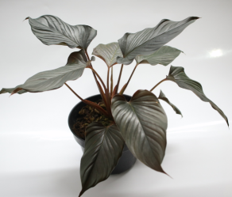 Homalomena Rubescens Dark