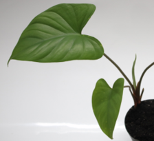 Homalomena Rubescens