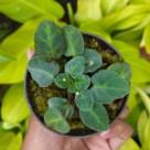 Homalomena sp.
