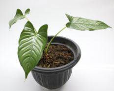 Homalomena sp. Corong