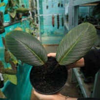 Homalomena sp. Daun Tebal