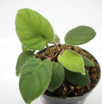 Homalomena sp. Hairy