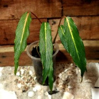Homalomena sp. Papua