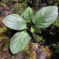 Homalomena sp. Silver Green