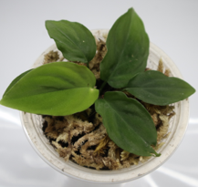 Homalomena sp Green