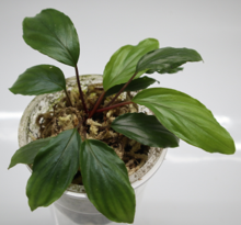 Homalomena sp Kapuas Hulu
