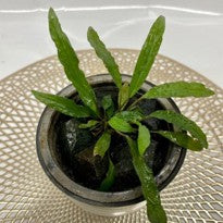 Homalomena sp Sulawesi