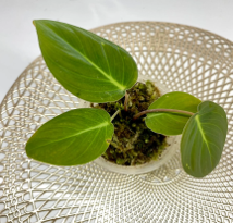 Homalomena sp Sumatra