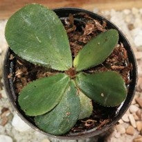 Homalomena sp. Dolphin