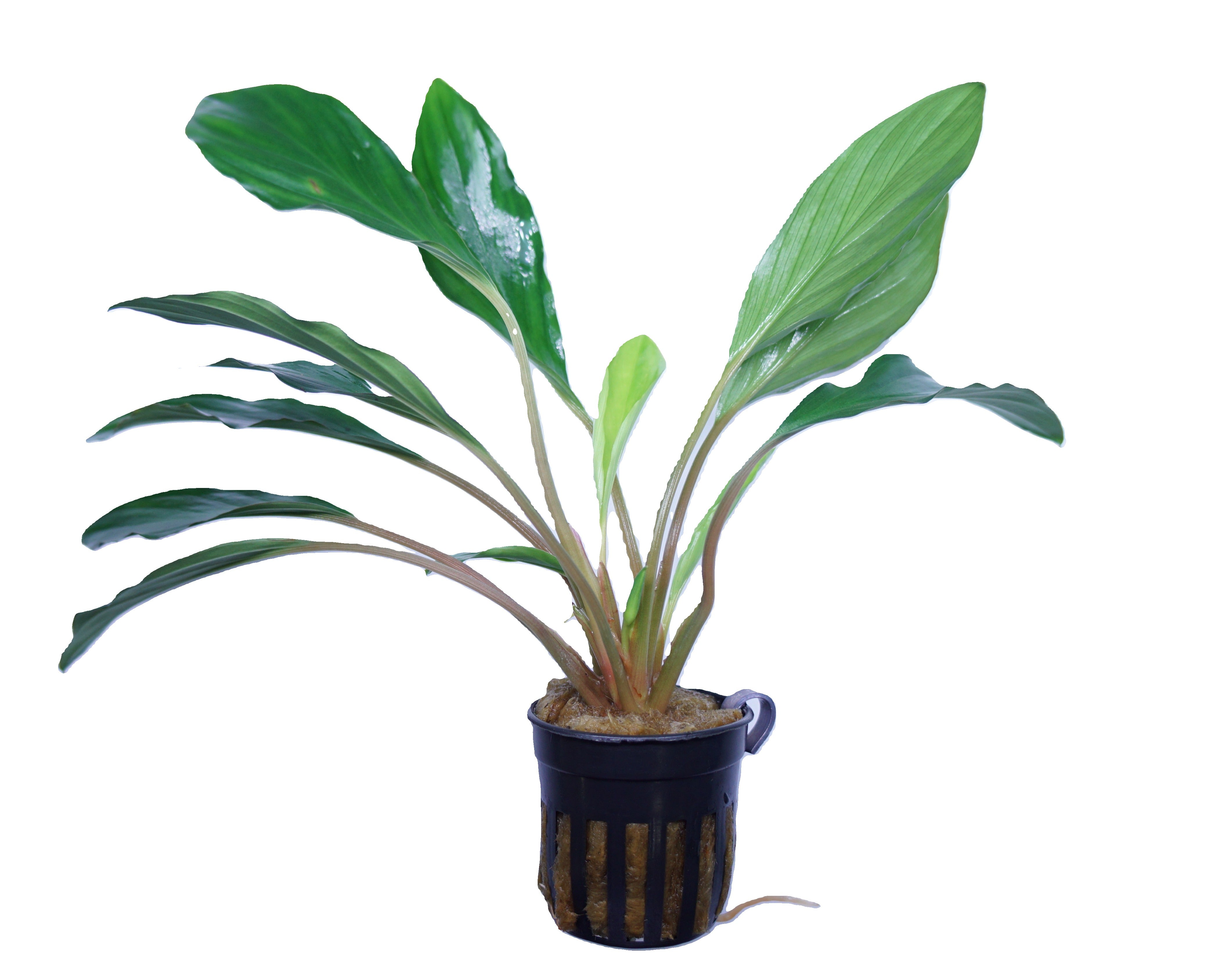 Homalomena sp broad cuneate red stem – Cuboid Aquatics LLC