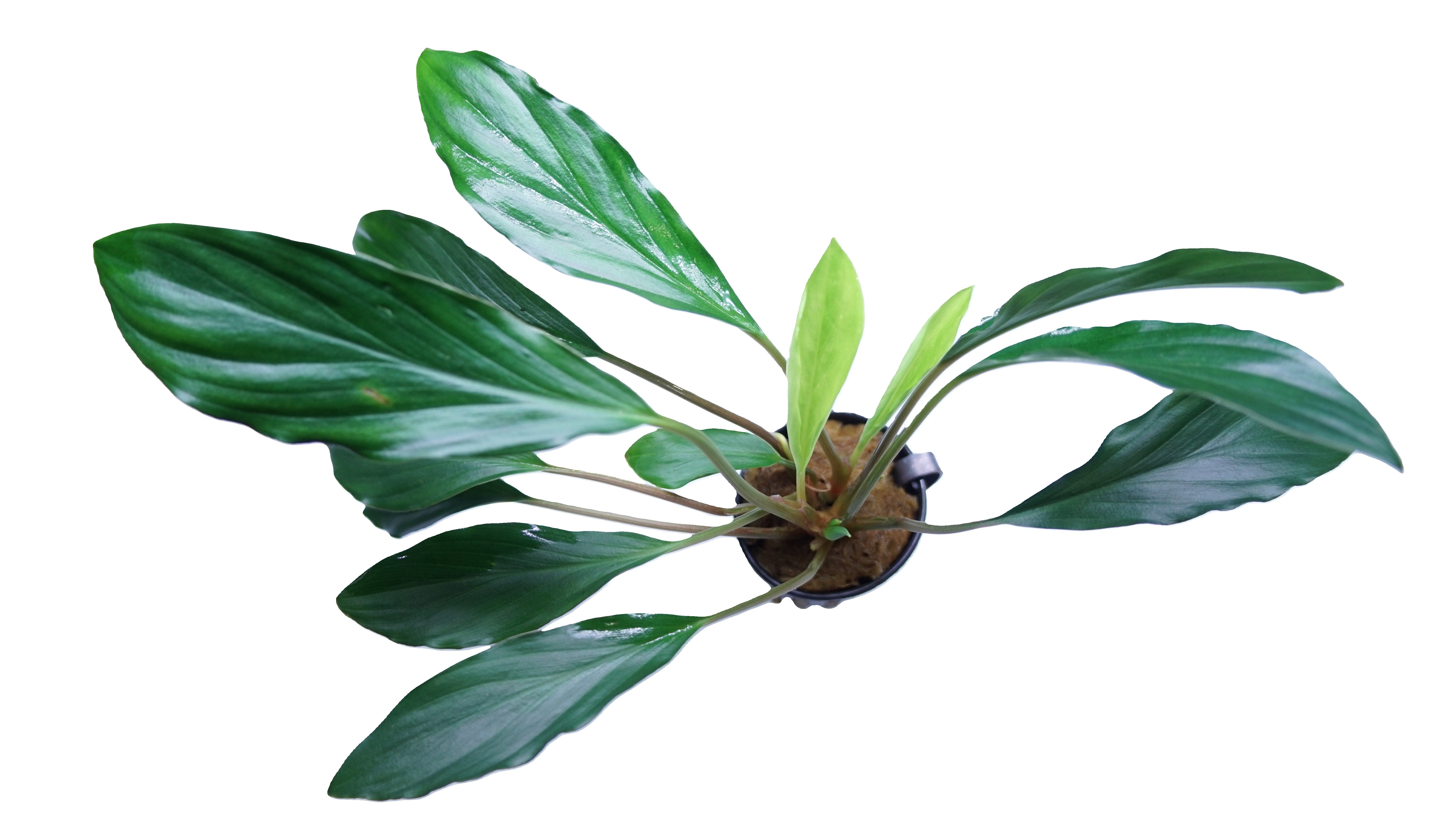 Homalomena sp broad cuneate red stem – Cuboid Aquatics LLC