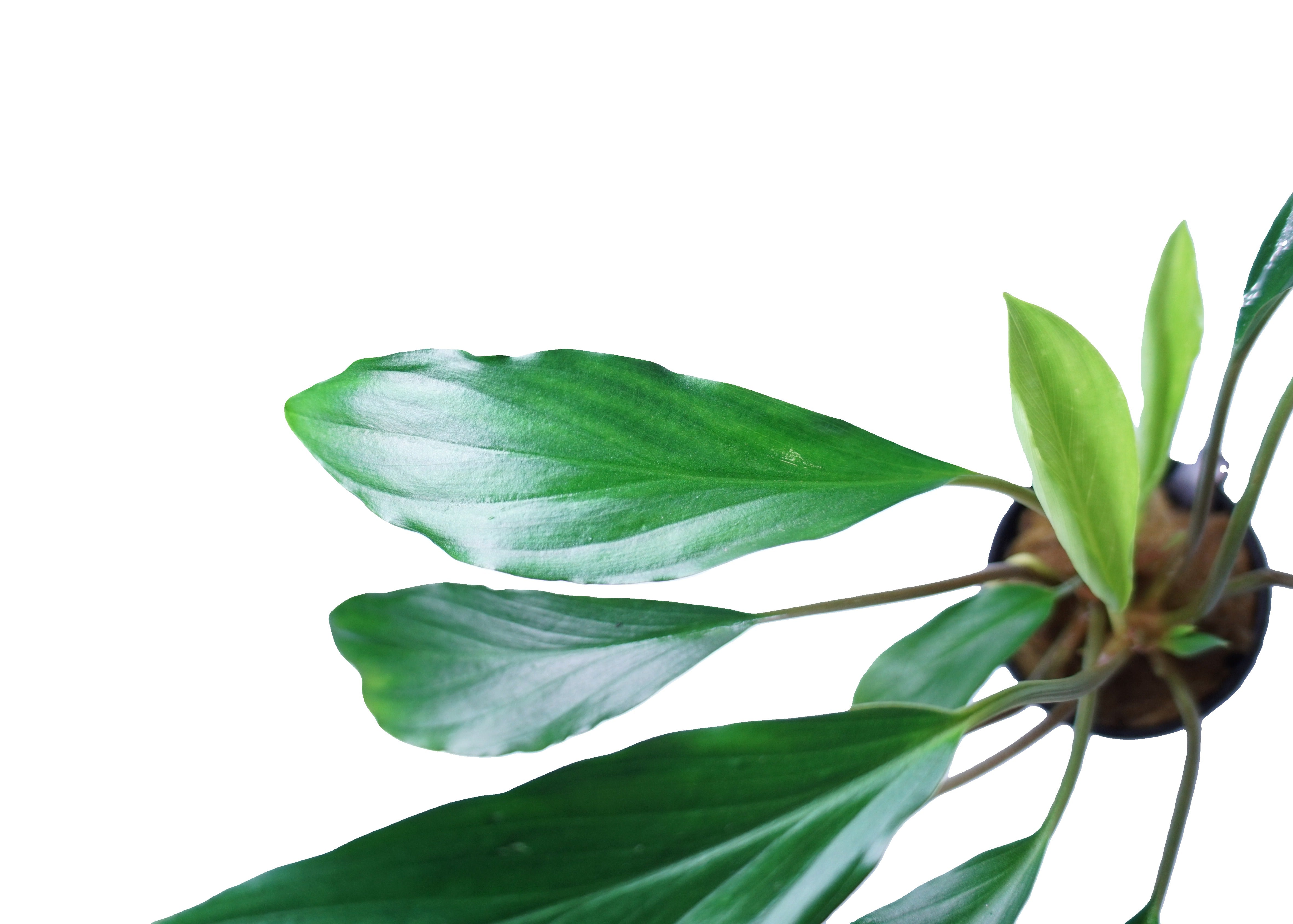 Homalomena sp broad cuneate red stem – Cuboid Aquatics LLC