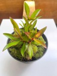 Homonoia Riparia