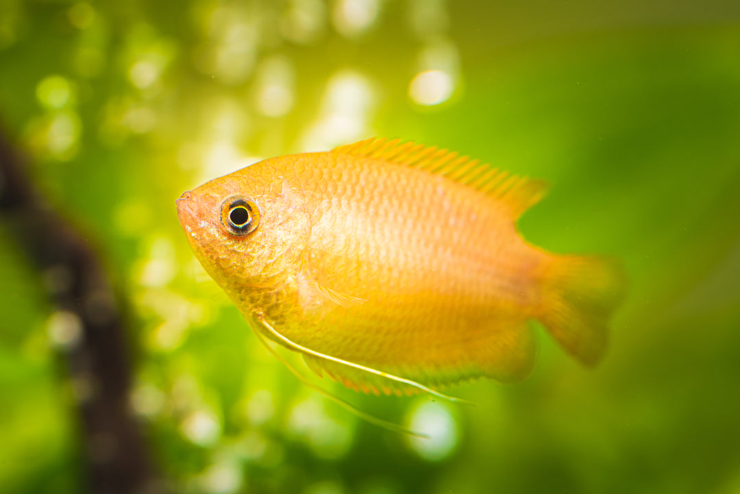 Sunset Honey Gourami