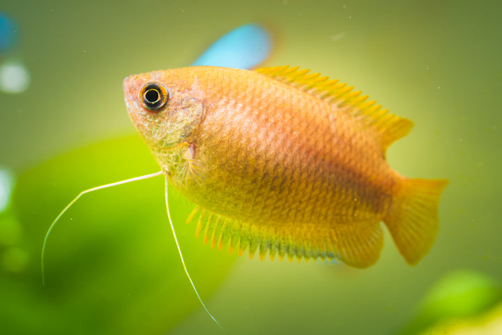 Sunset Honey Gourami