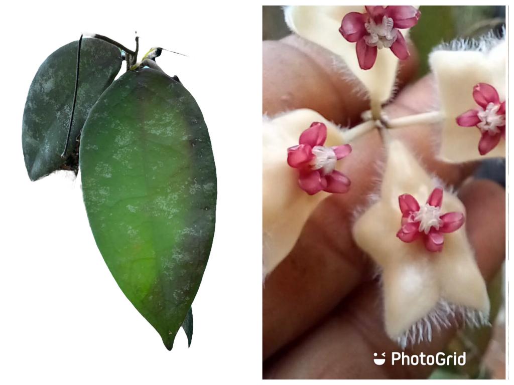 Hoya Caudata