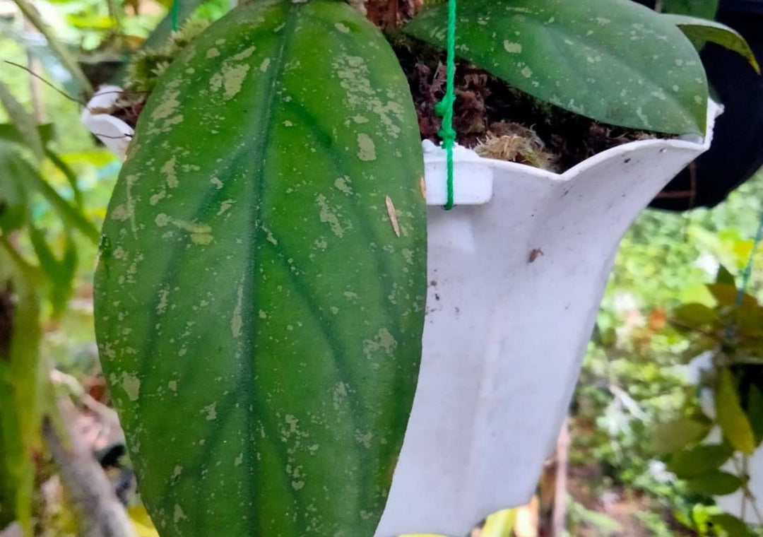 Hoya Forbesii Splash