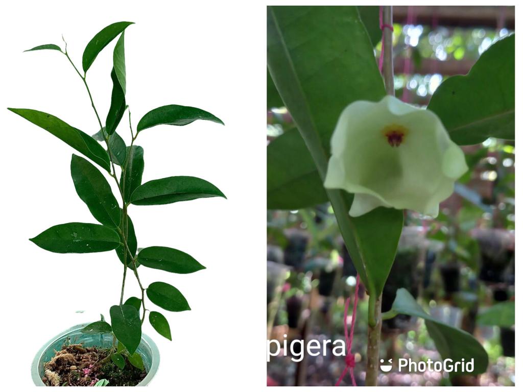 Hoya Mappigera