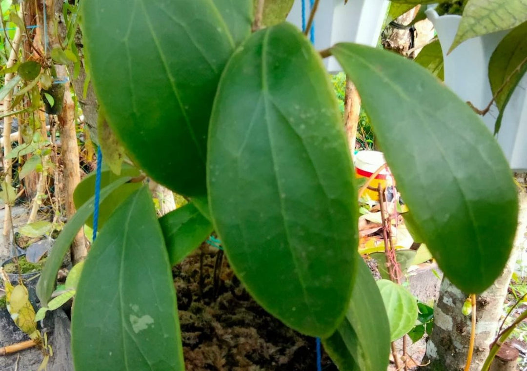 Hoya Rintzii