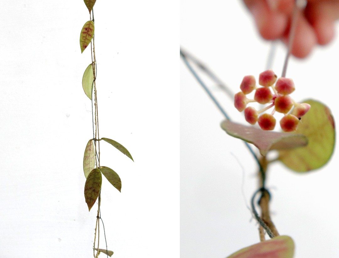 Hoya Scortechinii