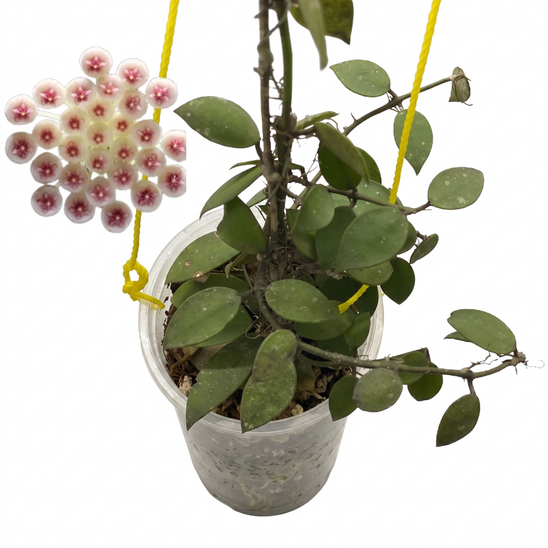 Hoya Sipitangensis