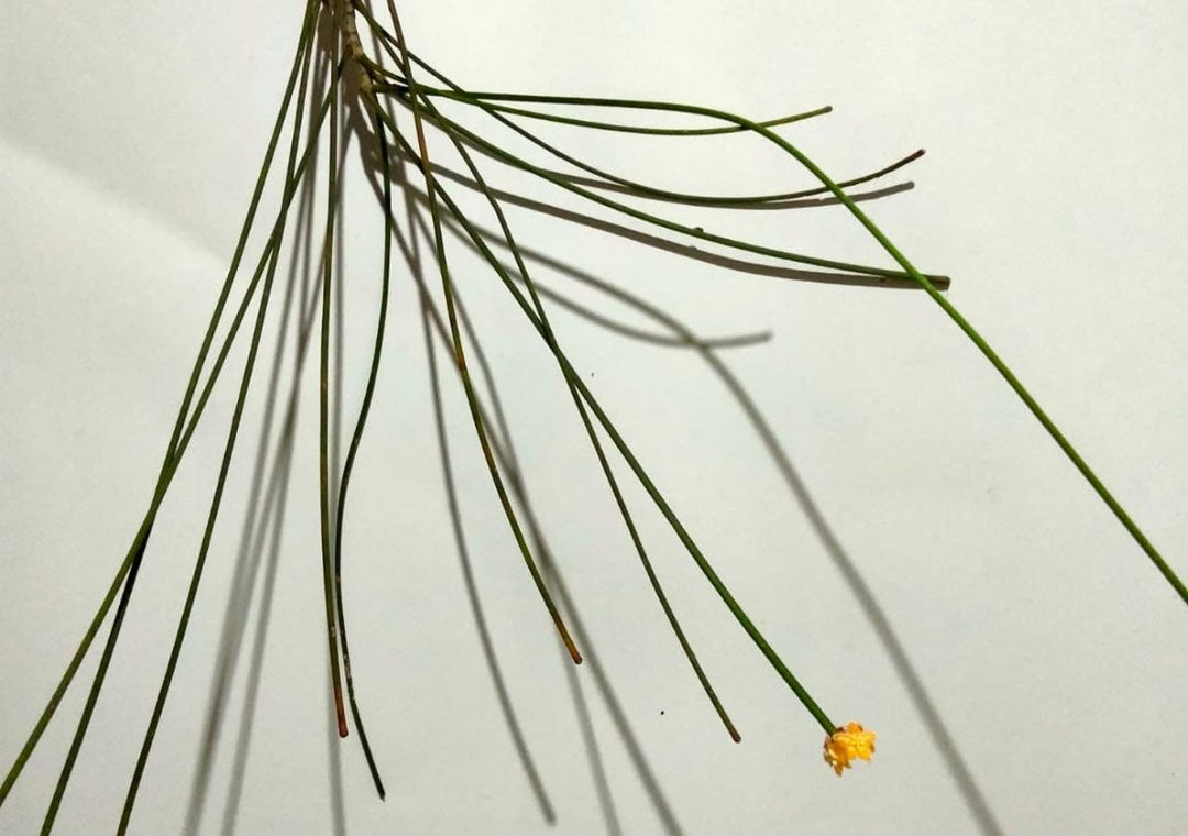 Hoya Spartiodes
