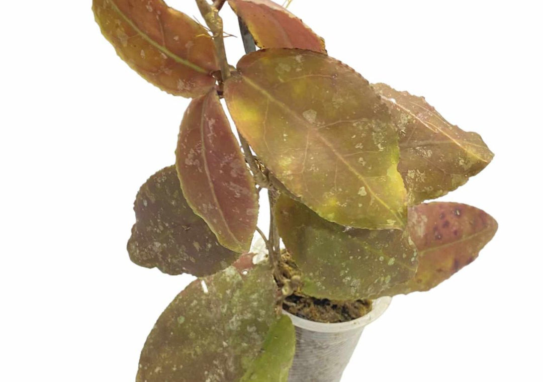 Hoya Undulata