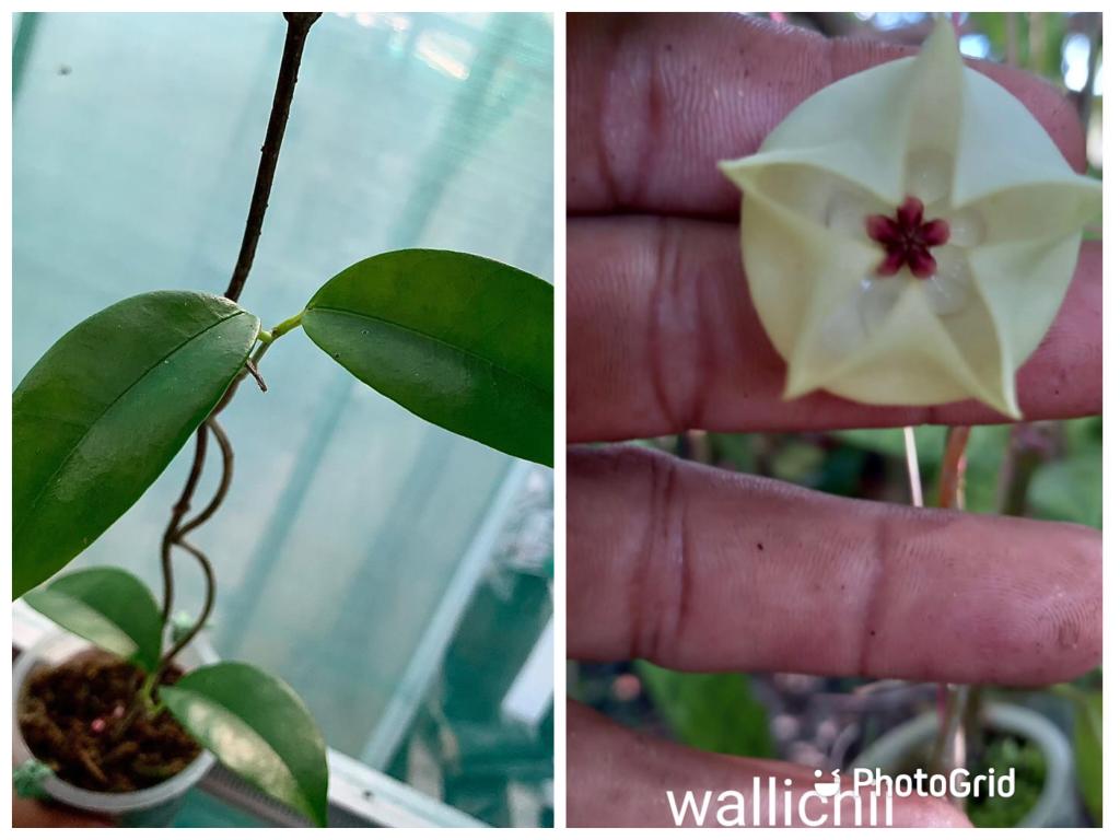 Hoya Wallichii