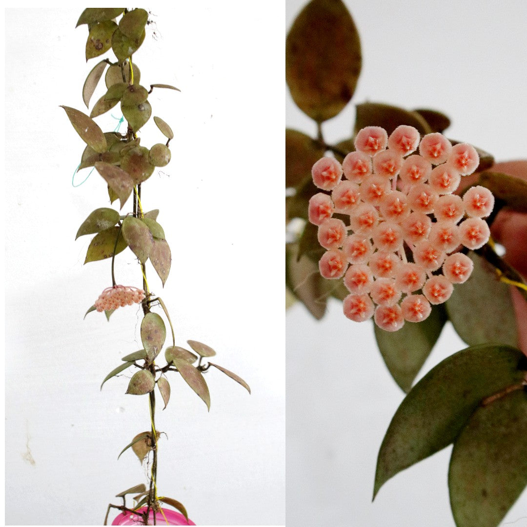 Hoya Walliniana