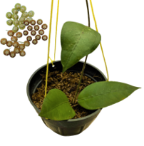 Hoya Aceh Gomas