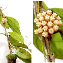 Hoya Callistophylla T. Green