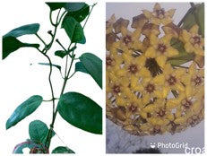 Hoya Coriacea Lindl