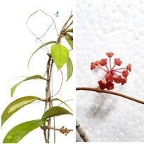 Hoya Finlaysonii Wight.