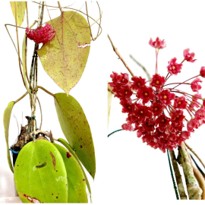 Hoya Glabra Schltr.