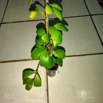 Hoya Incurvula Schltr.