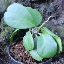 Hoya Kerii Craib