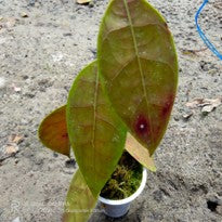Hoya Lambii T. Green.